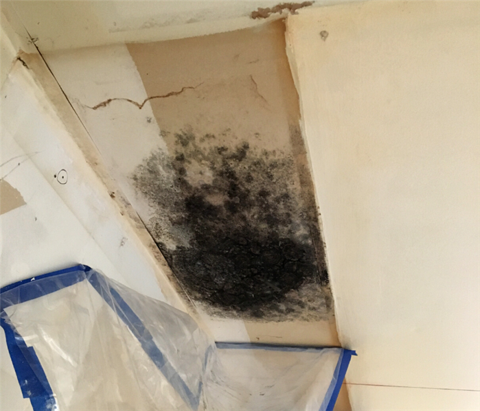 Mold removal near me in Clinton, New Jersey. 