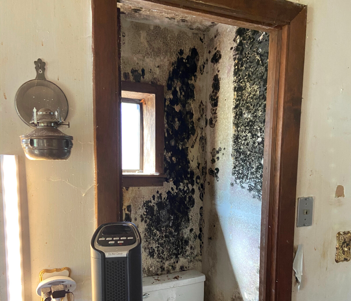 Mold removal service near me in Frenchtown, NJ.