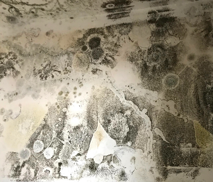 commercial mold remediation near me hunterdon county nj